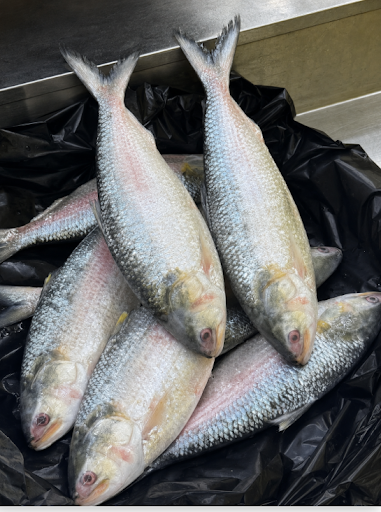 Fresh marine fish assortment