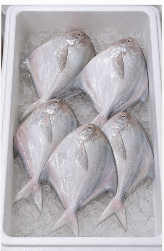 Frozen pomfret fish