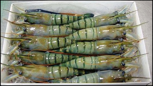 Fresh tiger shrimp